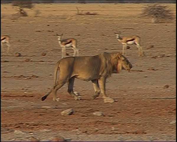 A male lion walks along a dry pan stops and turns to look at the available prey