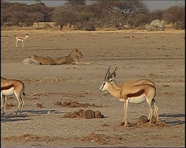 Springboks stop and stare as a male lion gets up and moves towards them