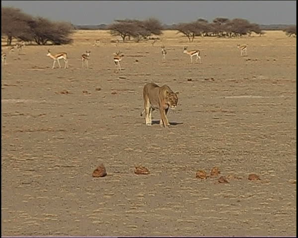 A lion stretches in the middle of a pan as sprinbok watch in the background and