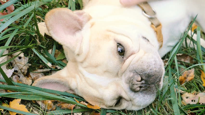 French Bulldog dog being pet by hand of owner