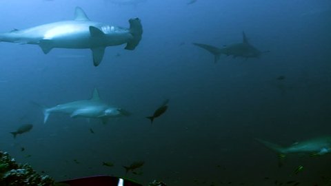 underwater shot of schooling hammerhead sharks, low angle shot, Cocos island, Pacific Ocean