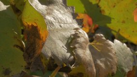Grapevines on wind panning 4K 2160p UHD footage - Vines outdoor nature 4K 3840X2160 UHD video