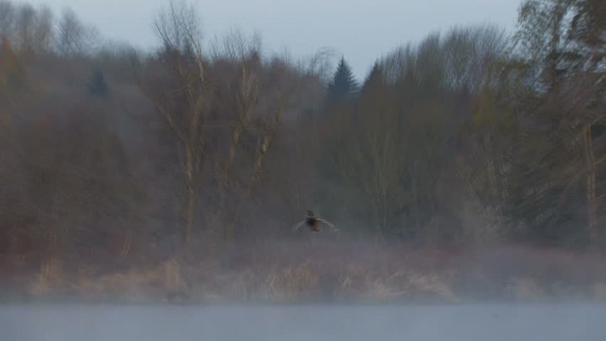 Duck in flight