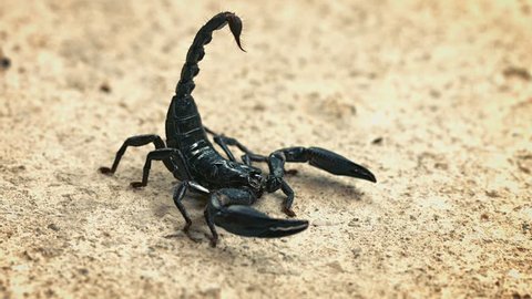 Video UHD - Asian forest scorpion (Heterometrus) in an aggressive posture