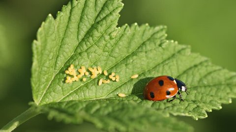 UHD video - Coccinella septempunctata (seven-spot ladybird) on green leaf with eggs