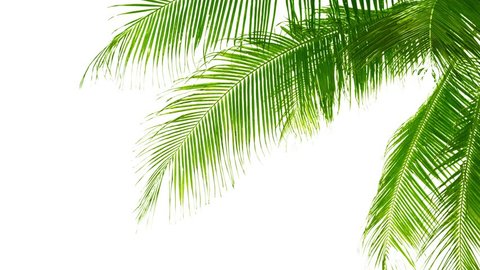 UHD video - Palm leaves isolated on white background. Good material for video-collages
