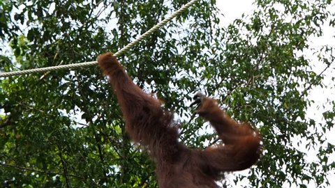 Wild Borneo orangutan swinging through the forest using rope at the Semenggoh Nature Reserve near Kuching, Sarawak, East Malaysia.