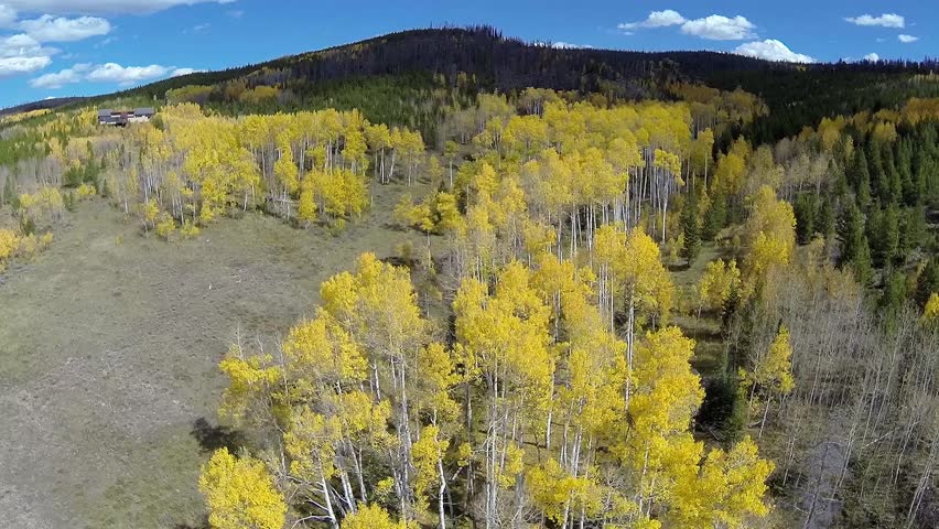 Autumn Fall Golden Aspen Trees Aerial 01Fly over of beautiful golden aspen trees in the autumn fall rocky mountains of Colorado
