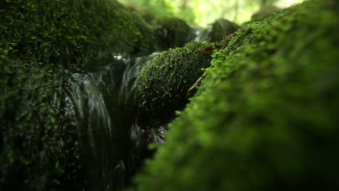 Stream running over stones covered with moss in a forest