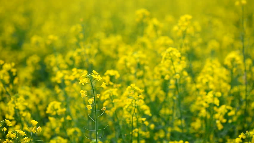 rapeseed colza yellow Flowers