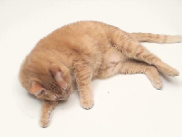 Fat cat isolated on white V1 - NTSC