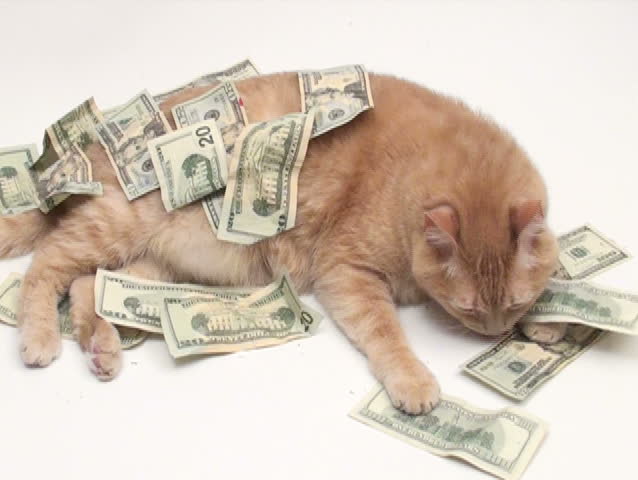 cat with money