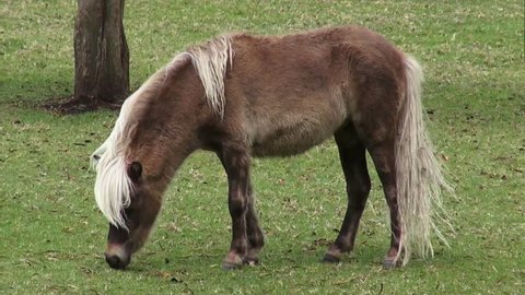 Mini-Pony Immagini - Sfoglia 55 foto, vettoriali e video Stock