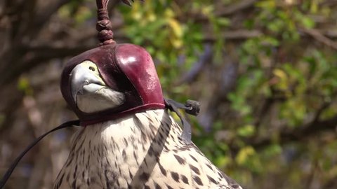 peregrine falcon hooded - Βίντεο στοκ