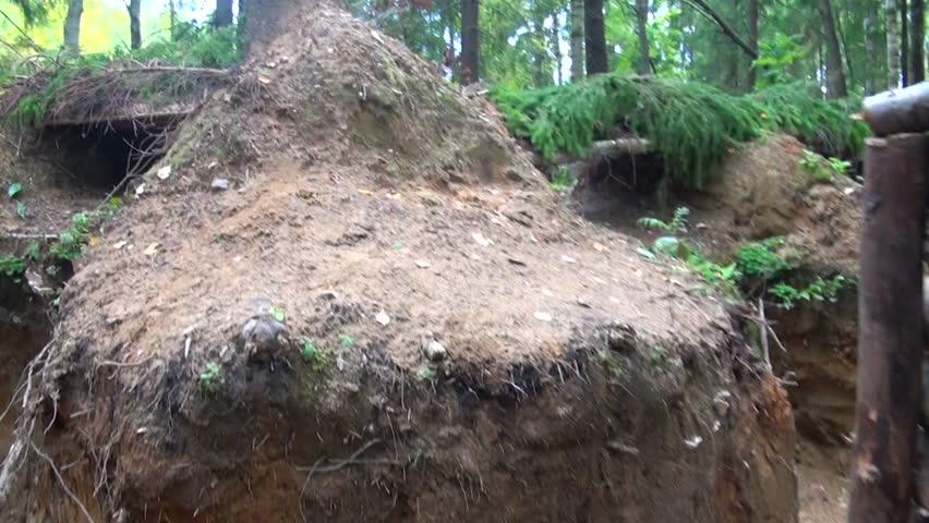 Military forces, trench in the forest