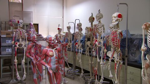 Human skeleton models and human muscle model in a room