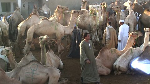 EGYPT - NOVEMBER 2009: Camel Fair Birqash Cairo