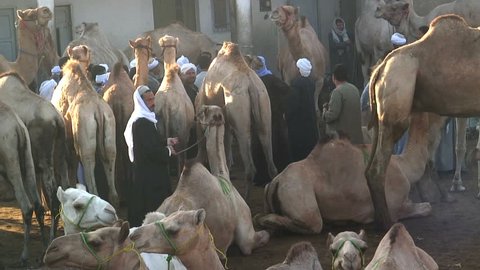 EGYPT - NOVEMBER 2009: Camel Fair Birqash Cairo