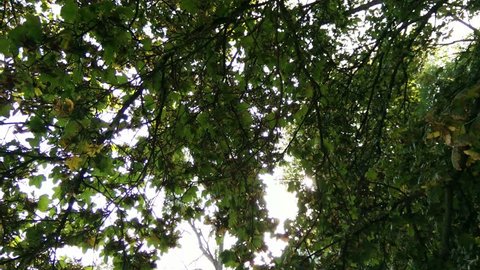 4K Low Angle Steady / Crane Shot of an Autumn Maple Tree
4K 3840 x 2160 ultra high definition - Βίντεο στοκ