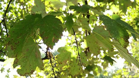 4K Low Angle Steady / Crane Shot of an Autumn Maple Tree
4K 3840 x 2160 ultra high definition Stock Video
