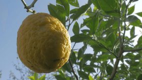 Cultivated lemon fruit tree 4K 3840X2160p UHD video - Lemon fruit cultivated in Eastern Europe 4K 2160p UHD footage