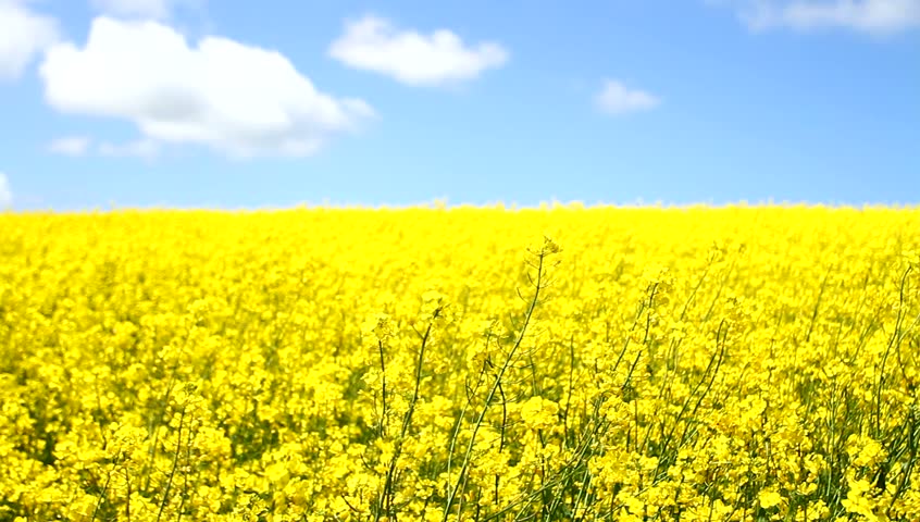 Yellow field full of rape seed and blue sky 