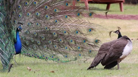 Male peacock dancing with spread tail feathers to female close up in garden park-no audio