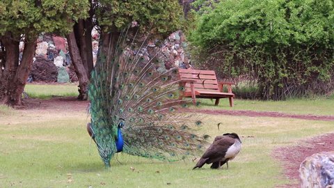Male peacock mating dancing with spread tail feathers to uninterested female in garden park-no audio