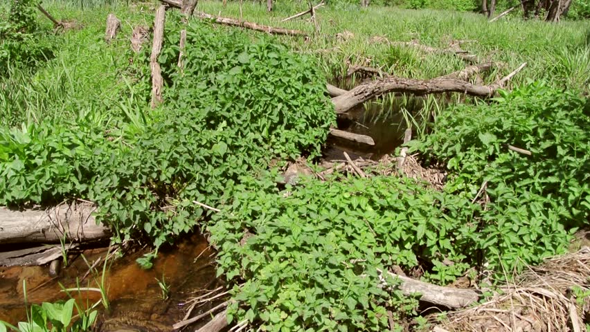 Beaver dam on a small forest creek