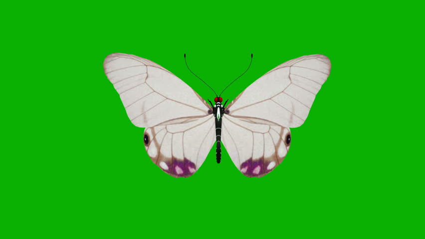 Animated Butterfly On Green Background Stock Footage Video 100 Royalty Free 7698577 Shutterstock