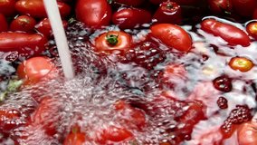4k washing fresh tomatoes under tap water from kitchen sink - Organic cooking concept