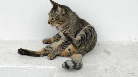 homeless cat cleaning itself for hygiene