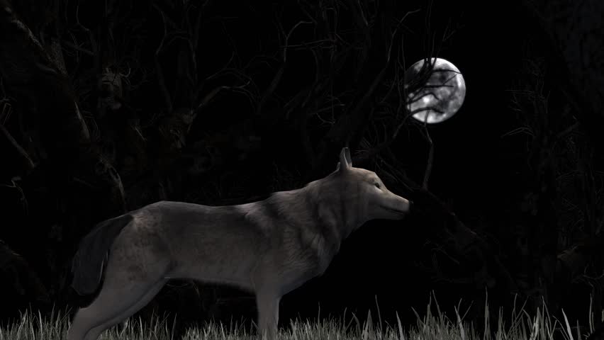 Wolf Howling At The Moon