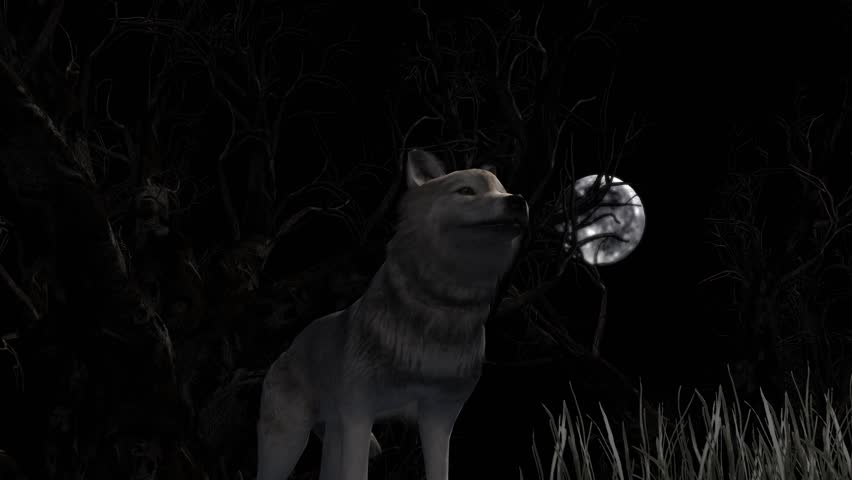 Wolf Howling At The Moon