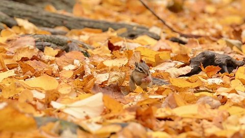 Siberian Chipmunk eating an acorn on fallen leaves.
