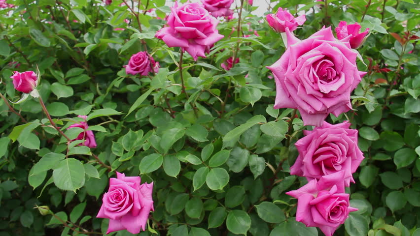 Green Leaves Of Rose Bush Stock Footage Video 100 Royalty Free Shutterstock
