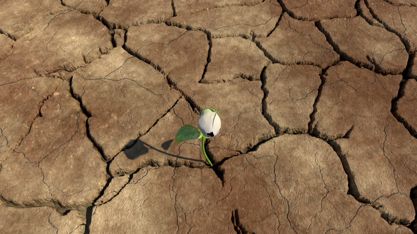 Plant growing on a desert. | Shutterstock HD Video #7705786
