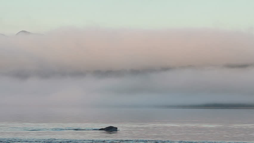 Bear fishing