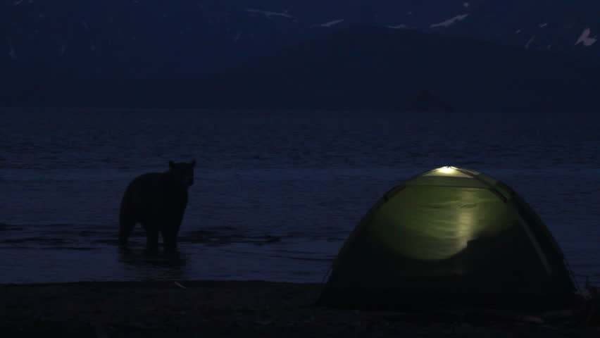 Bear Near the Tent. Night Stock Footage Video (100% Royalty-free) 7709608 |  Shutterstock