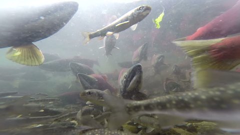 Spawning  Sockeye Salmon