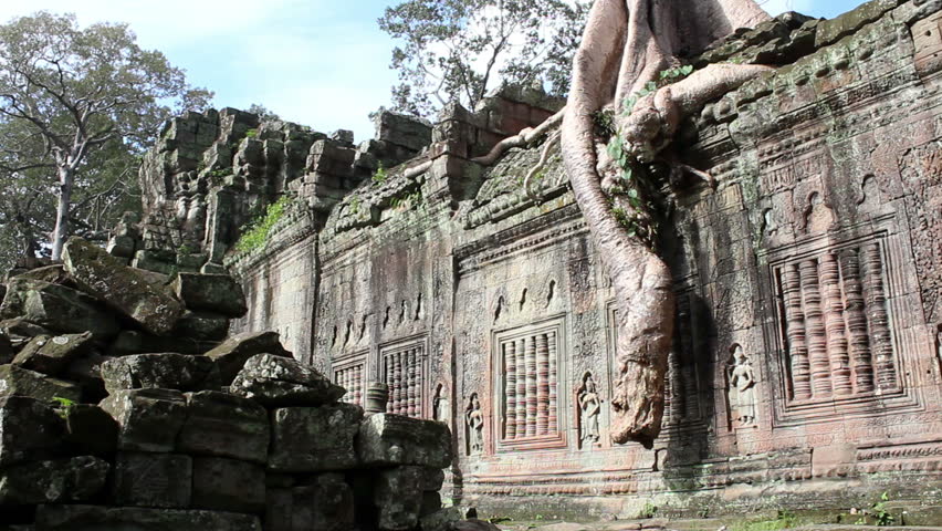 anghor wat tree on the stone 