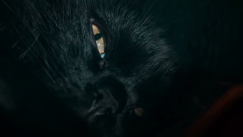 Closeup shot of a black cat's eye