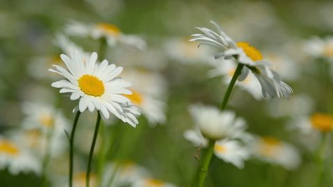 daisies on a meadow - shot with shallow depth of field