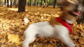 Cute active dog running in autumn park. Playing and fooling around. Video footage