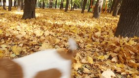 Smart active dog running in autumn park. Playing and fooling around. Video footage