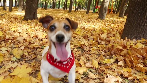 Smart active dog running in autumn park. Playing and fooling around. Video footage