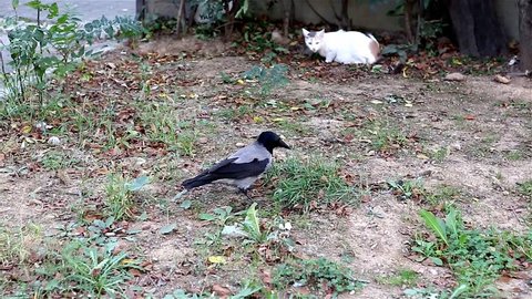 Hooded Crow and cat