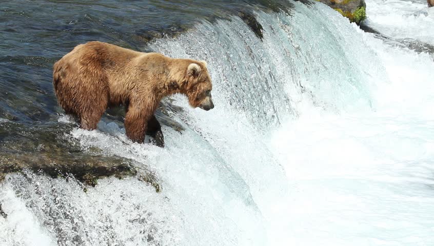 Grizzly bears fishing for salmon, Brooks Falls, Katmai NP, Alaska