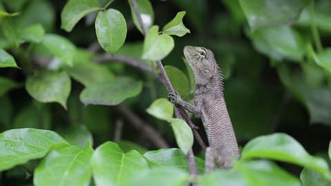Lizard standing on the tree and fill in the eyes, Thailand