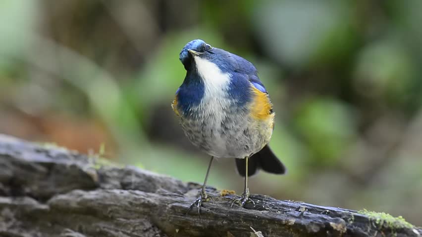 Blue bird, Male Himalayan Bluetail (Tarsiger rufilatus) standing on the log looking for food